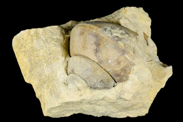 Ordovician Gastropod (Clathrospira) Fossil - Wisconsin #174383